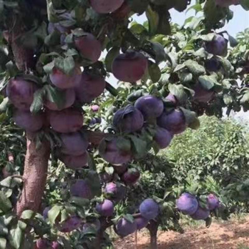 新品种黑霸王李子树苗蜂糖李子苗恐龙蛋黑布林李子苗当年结果