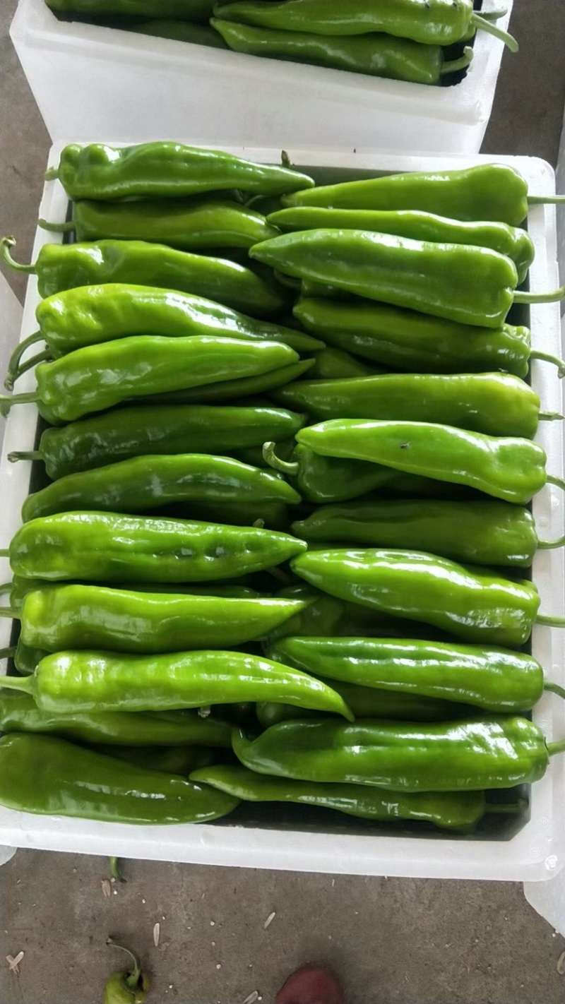 精品尖辣椒牛椒可散装，可装箱，代发全国，产地代办