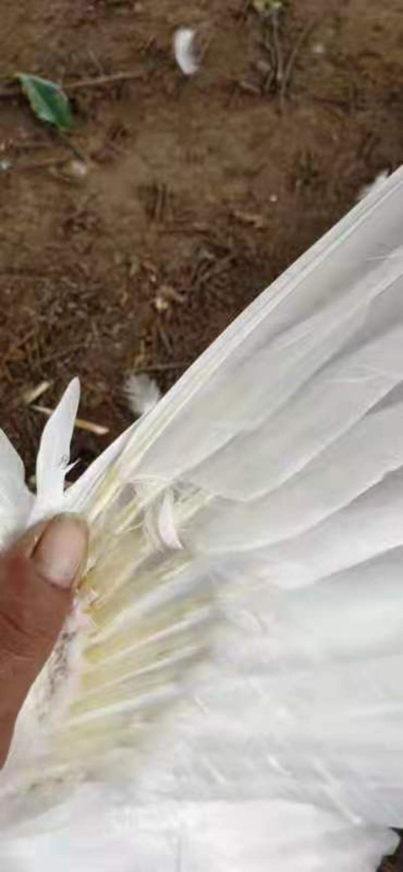 白番母鸭，2500只，90天，平均5.7斤