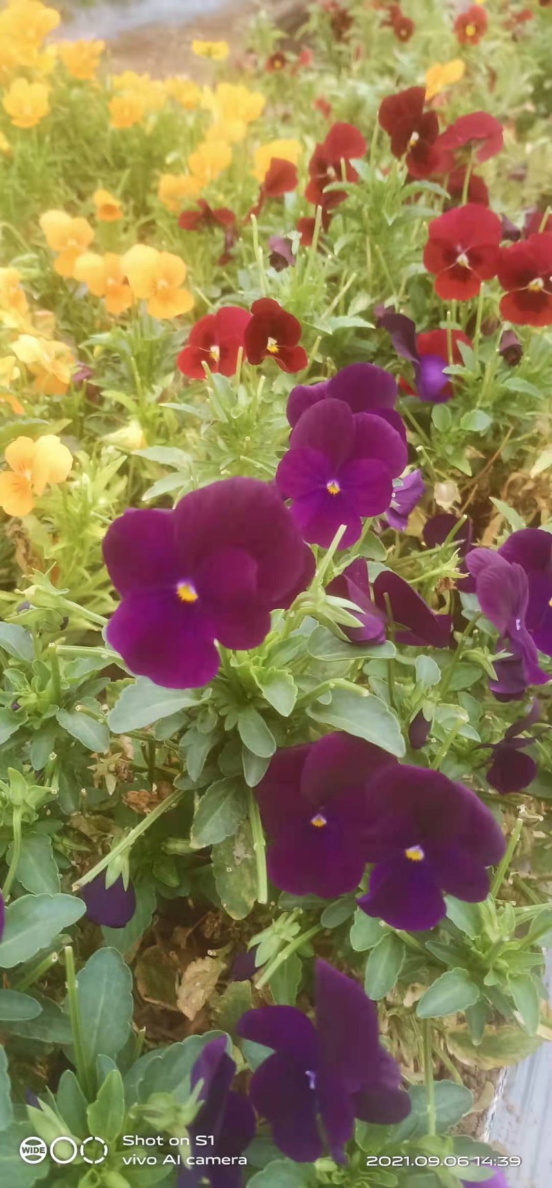 三色堇花