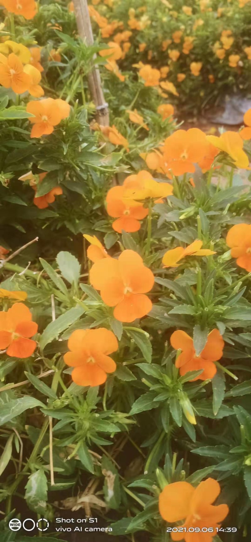 三色堇花