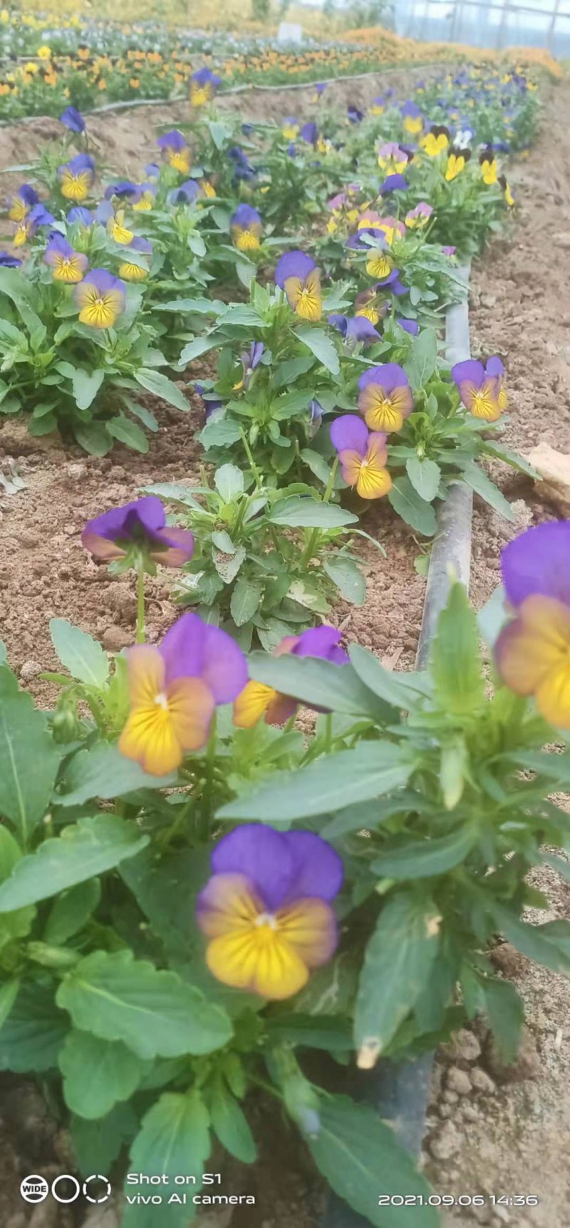 三色堇花