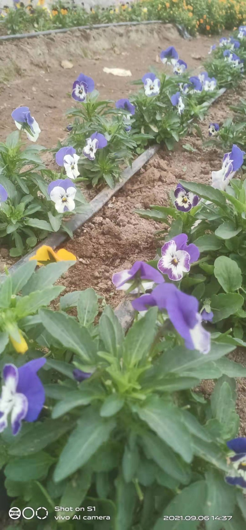 三色堇花