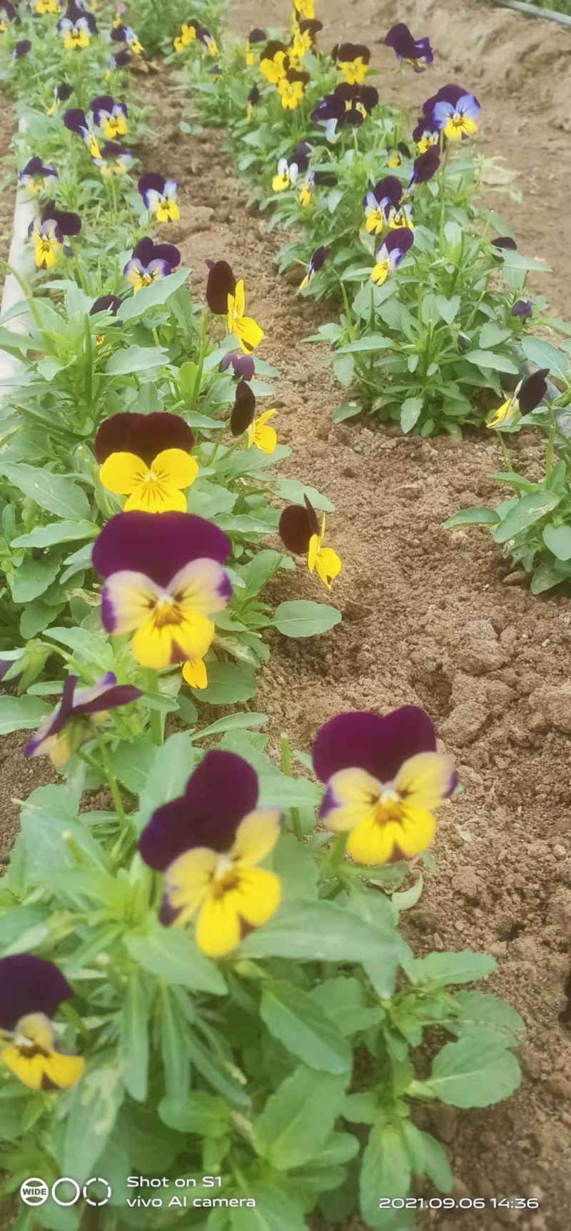 三色堇花