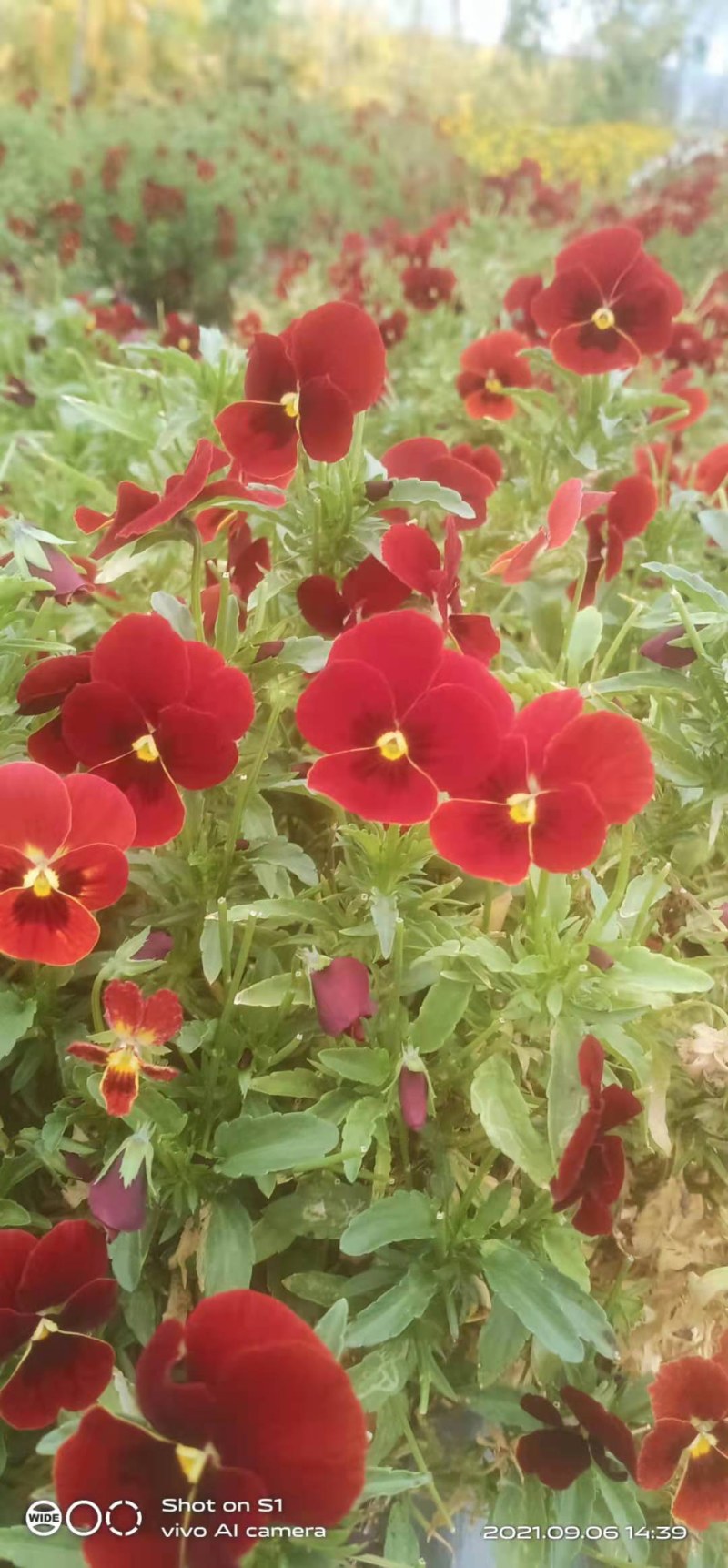 三色堇花