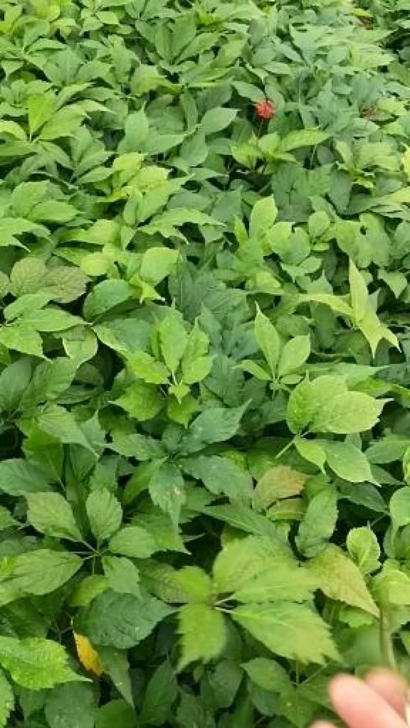 竹节参2年苗，种植技术一条龙服务