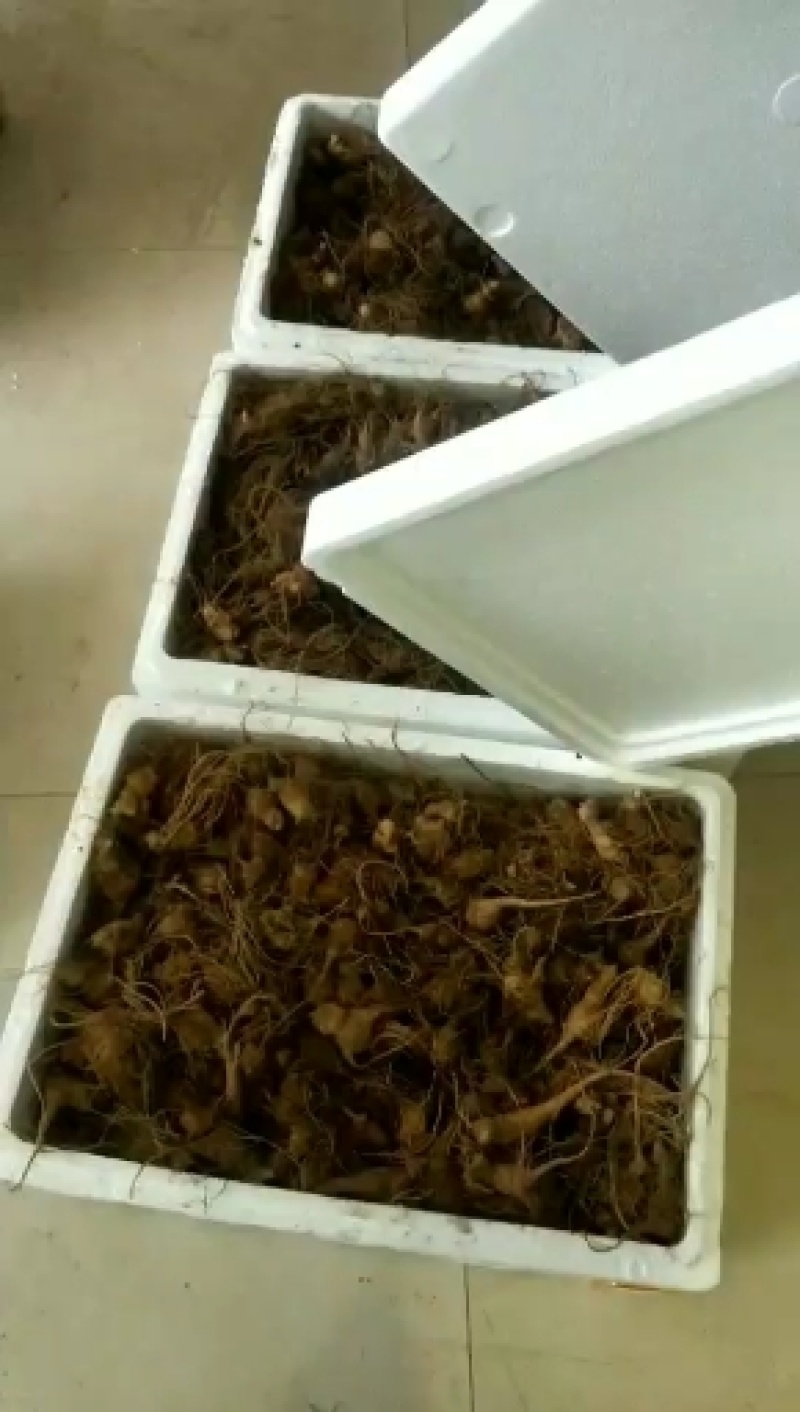 竹节参2年苗，种植技术一条龙服务