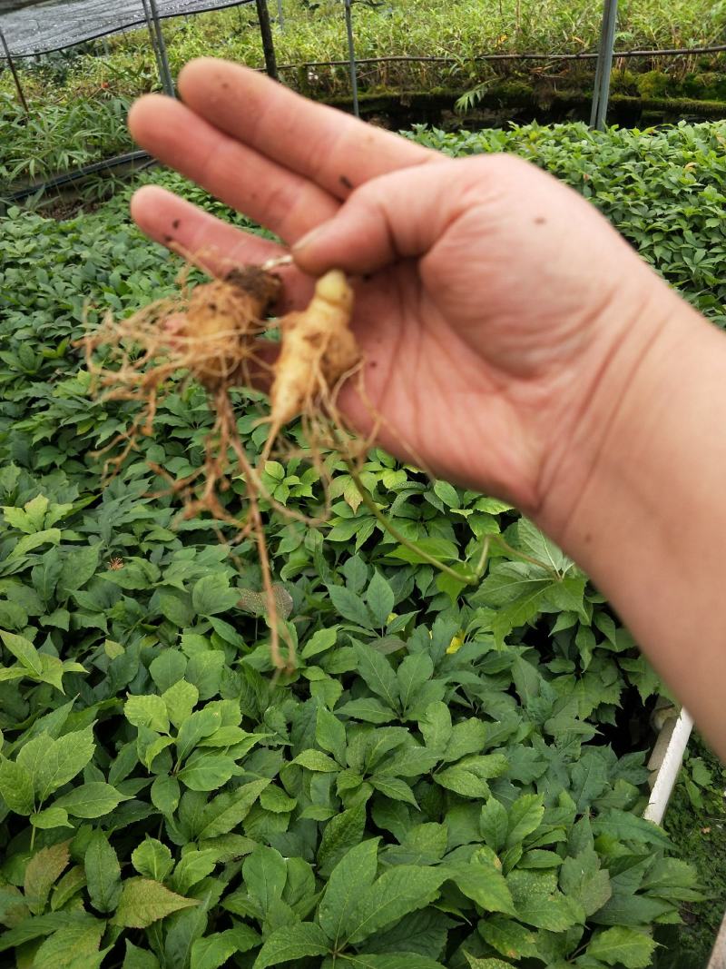 竹节参2年苗，种植技术一条龙服务