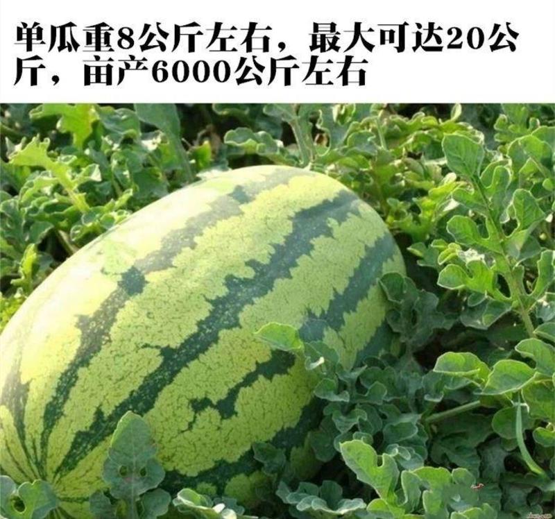 【原装】懒汉瓜王西瓜种子高产甜早熟四季播种少籽农科院种子