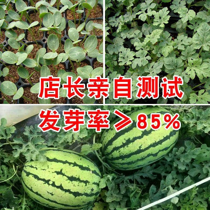 【原装】懒汉瓜王西瓜种子高产甜早熟四季播种少籽农科院种子