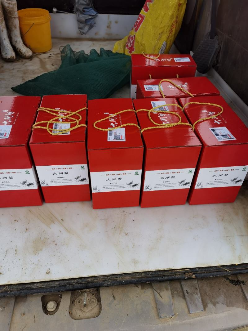 湖北汉川汈汊湖青壳白底金爪黄毛肥满大闸蟹自产自销塘口直发