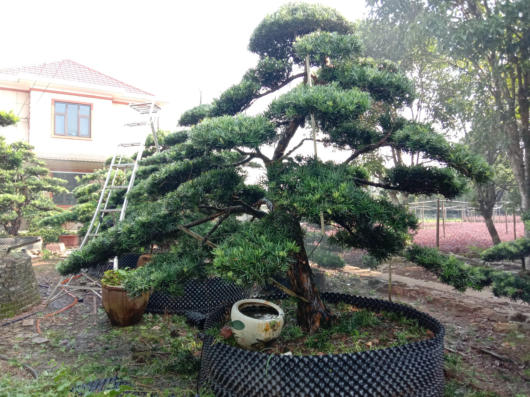 罗汉松在华南、华东、华北、西南地区的种植环境对比图,展示不同气候下的种植管理差异 罗汉松在不同地区种植环境对比图