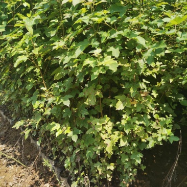 枫香小苗，1-3公分枫香杯苗，地苗，基地主营树种