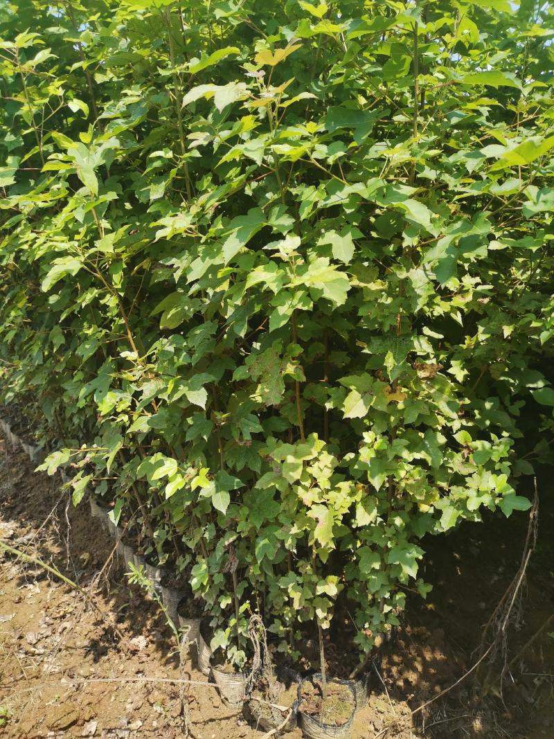 枫香小苗，1-3公分枫香杯苗，地苗，基地主营树种