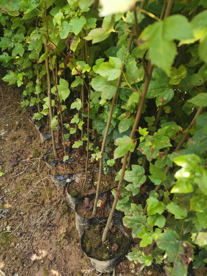 枫香小苗，1-3公分枫香杯苗，地苗，基地主营树种