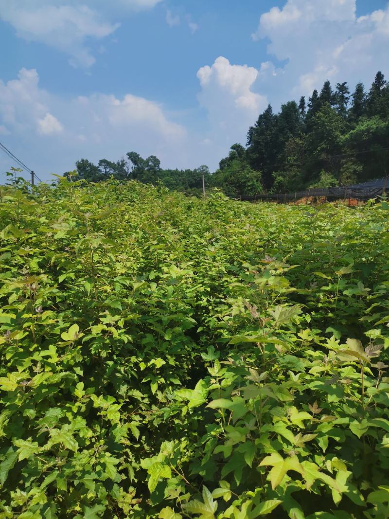 枫香小苗，1-3公分枫香杯苗，地苗，基地主营树种