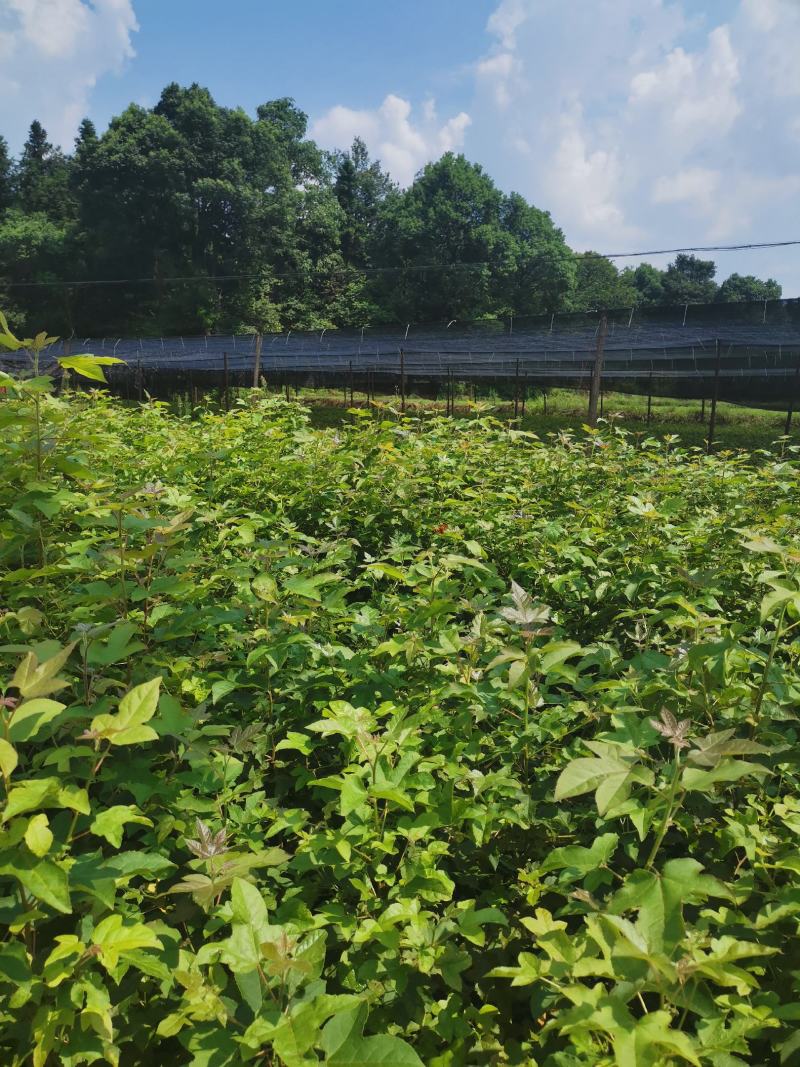 枫香小苗，1-3公分枫香杯苗，地苗，基地主营树种
