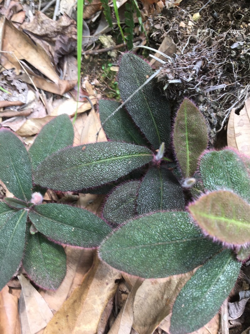 野生虎舌红