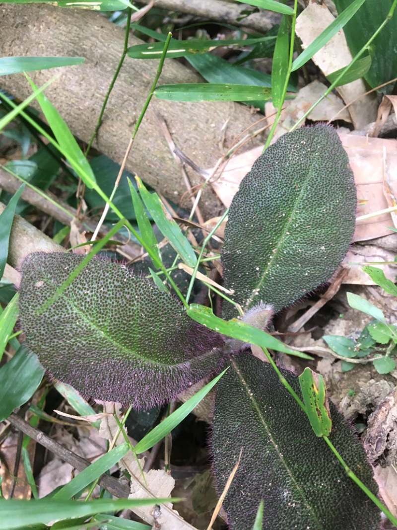 野生虎舌红