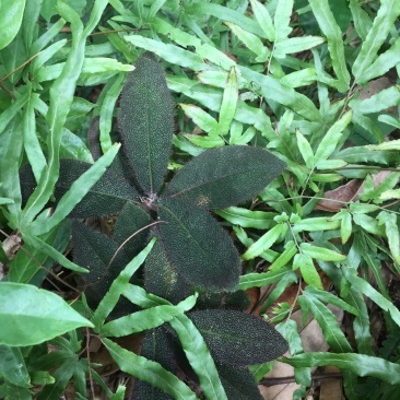 野生虎舌红