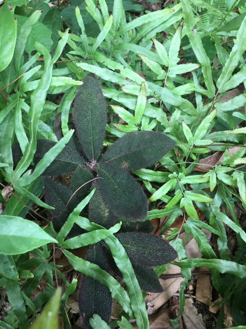 野生虎舌红