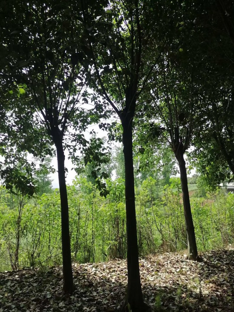 供应10到18公分大叶女真，女贞，带土球，有量