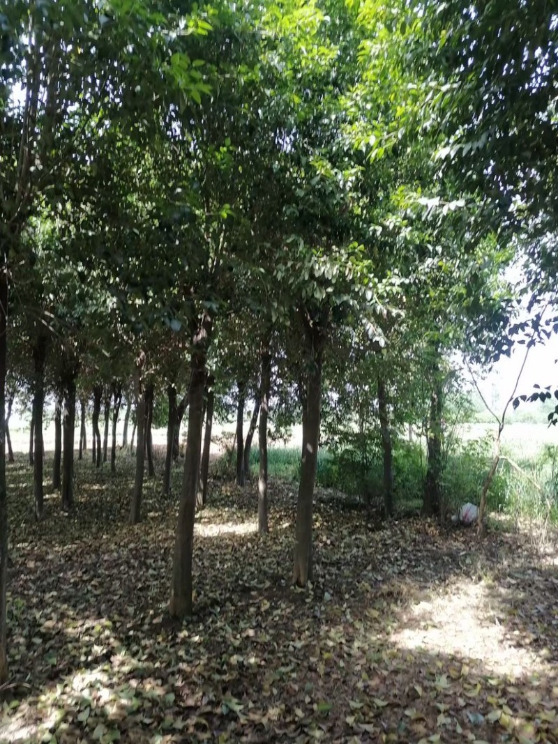 供应10到18公分大叶女真，女贞，带土球，有量