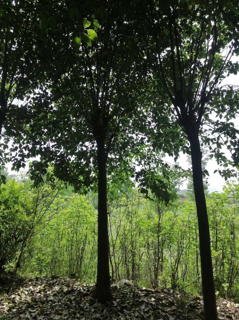 供应10到18公分大叶女真，女贞，带土球，有量