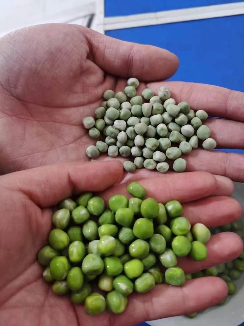 干豌豆可以泡发两斤青碗豆，跑江湖地摊零售10元一碗模式