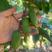 丹东东港软枣猕猴桃，也叫奇异莓，也是人们叫做第三代果王