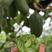 丹东东港软枣猕猴桃，也叫奇异莓，也是人们叫做第三代果王