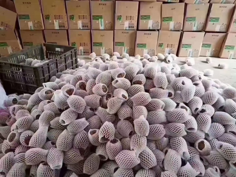 徐香猕猴桃