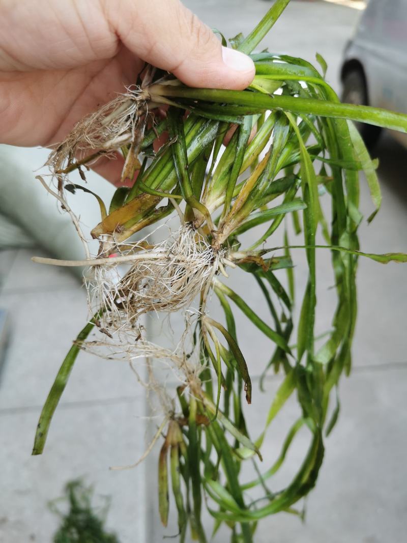 矮型苦草矮叶矮生四季常青水草扁担草鸭舌头养殖园林生态治理