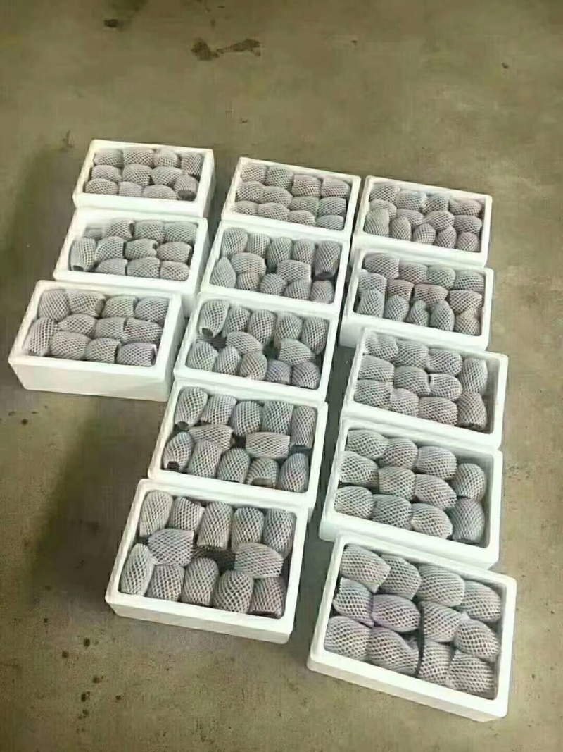 徐香猕猴桃