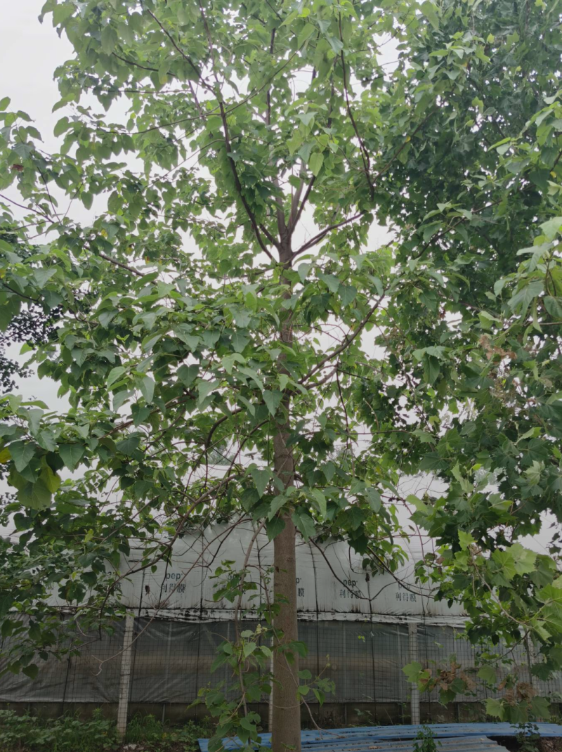 泡桐10/12/15/18/20公分规格齐全大量出售精品