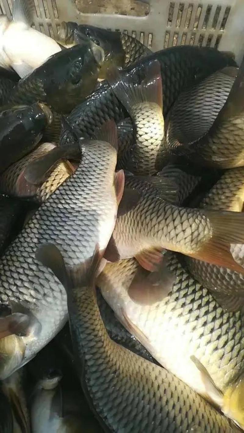 鲤鱼