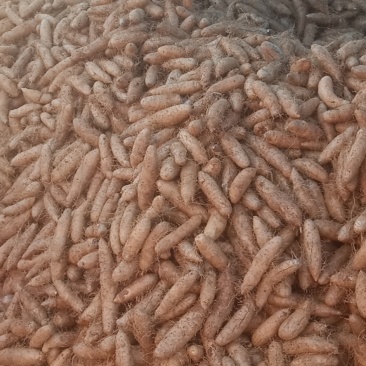 红沙地毛薯