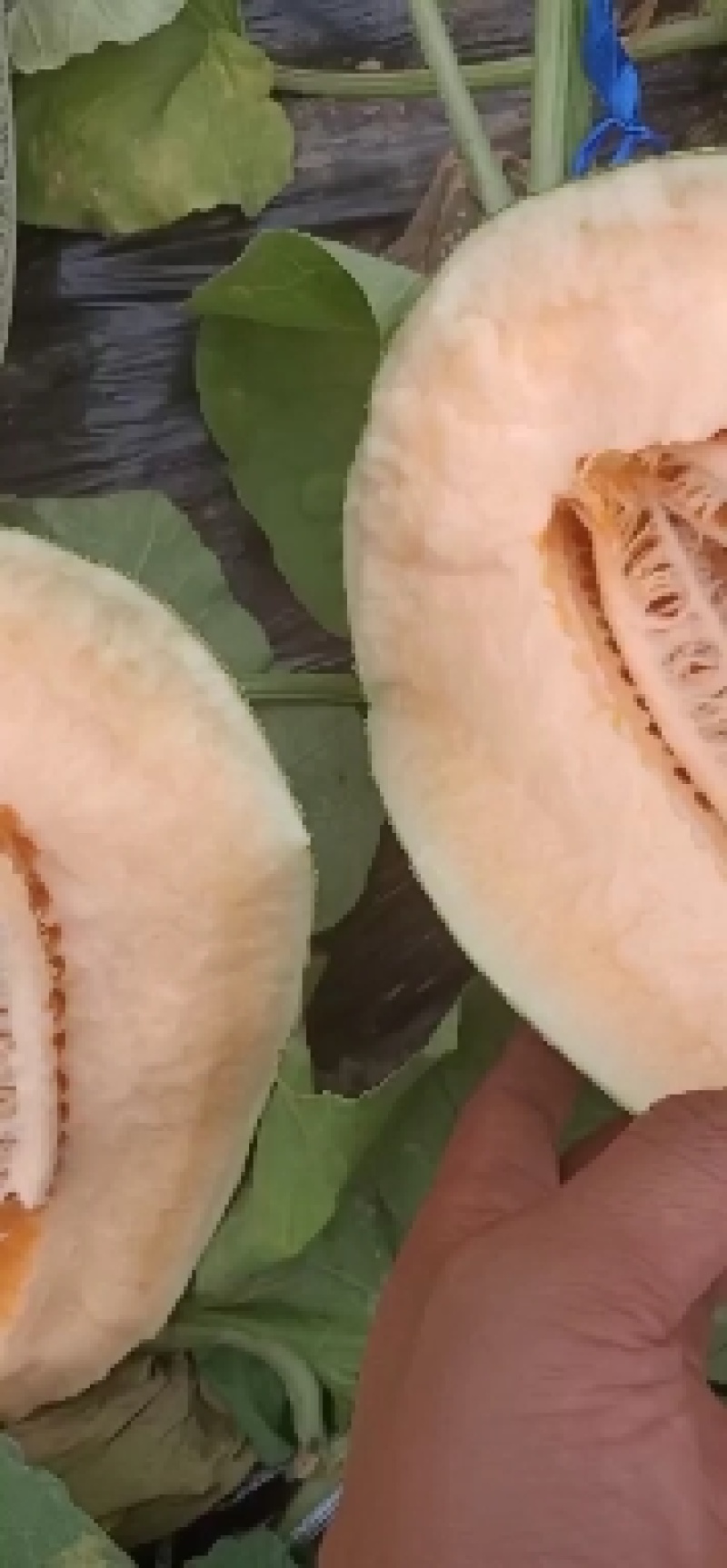 哈密瓜全网糖度高，价格美丽
