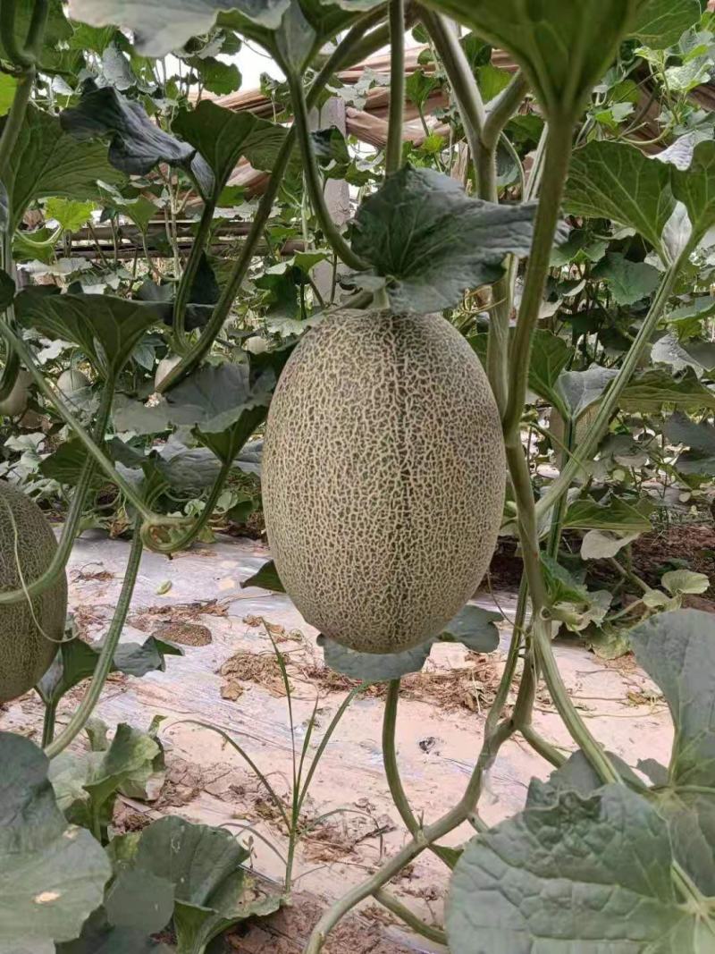 哈密瓜全网糖度高，价格美丽