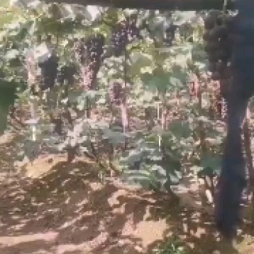 盖县巨峰葡萄价位美丽1.2大量有货专业代办代收