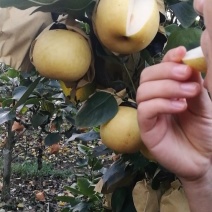 新黄金梨精品果