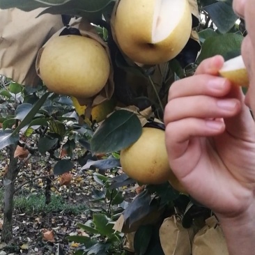 黄金梨精品果