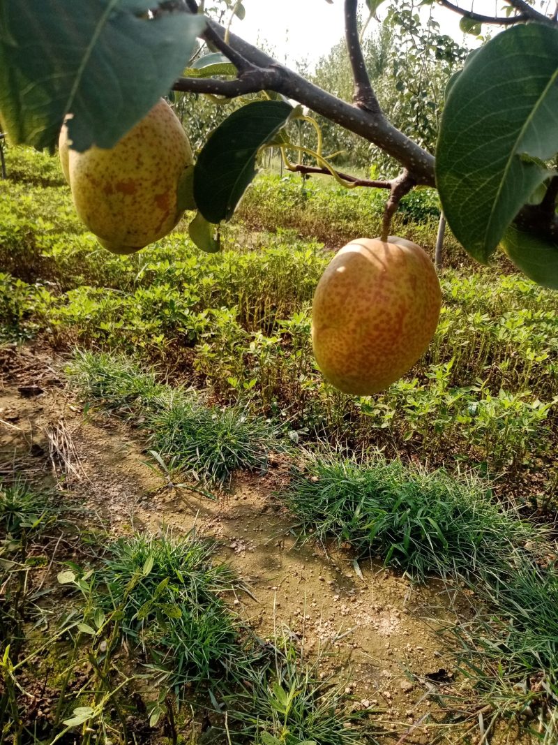 燕山山脉，长城脚下的红香酥梨