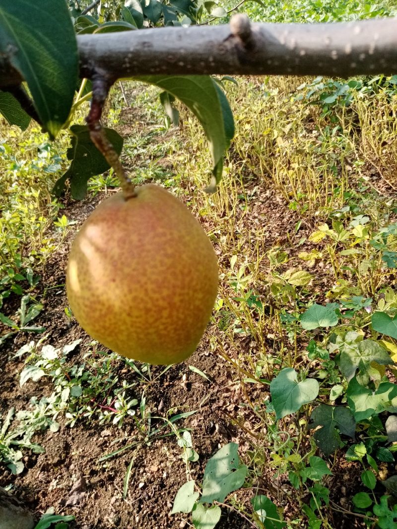 燕山山脉，长城脚下的红香酥梨