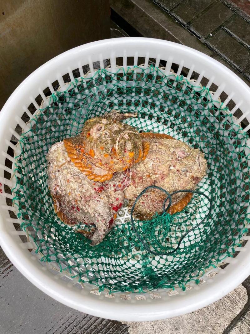 西沙石头鱼鲜活活鱼放血肉质鲜嫩多汁处理内脏鱼刺真空包装！