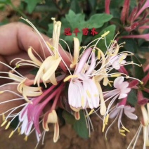 金银花盆景金银花老桩盆景阳台庭院耐寒四季开花绿植花卉