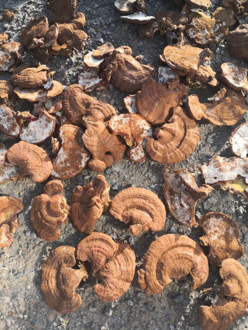 山东冠县灵芝种植基地美国灵芝