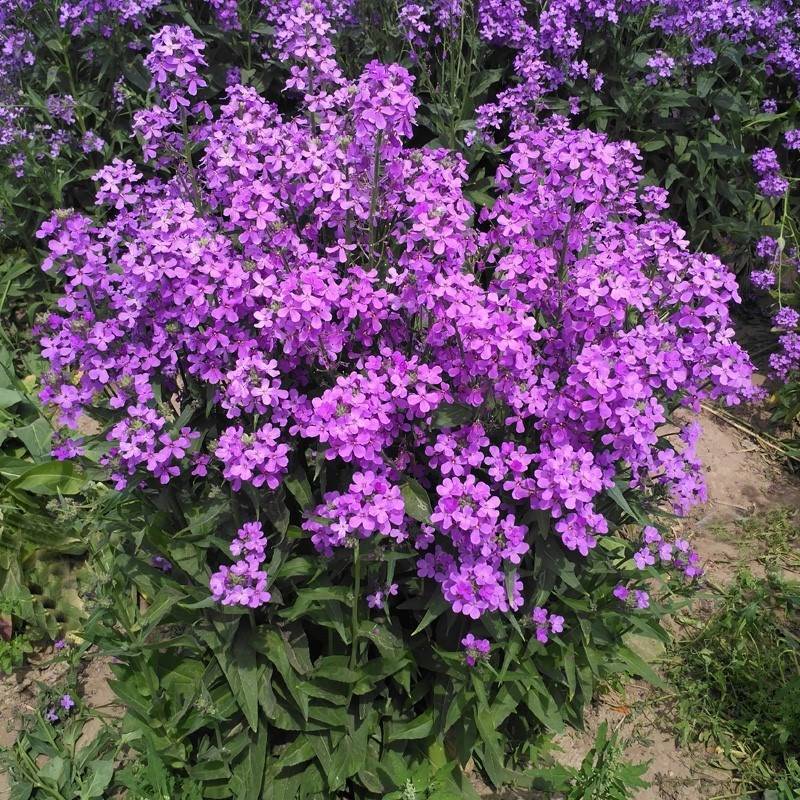 蓝香芥种子四季易活开花不断多年生花海室内室外庭院冬天花种