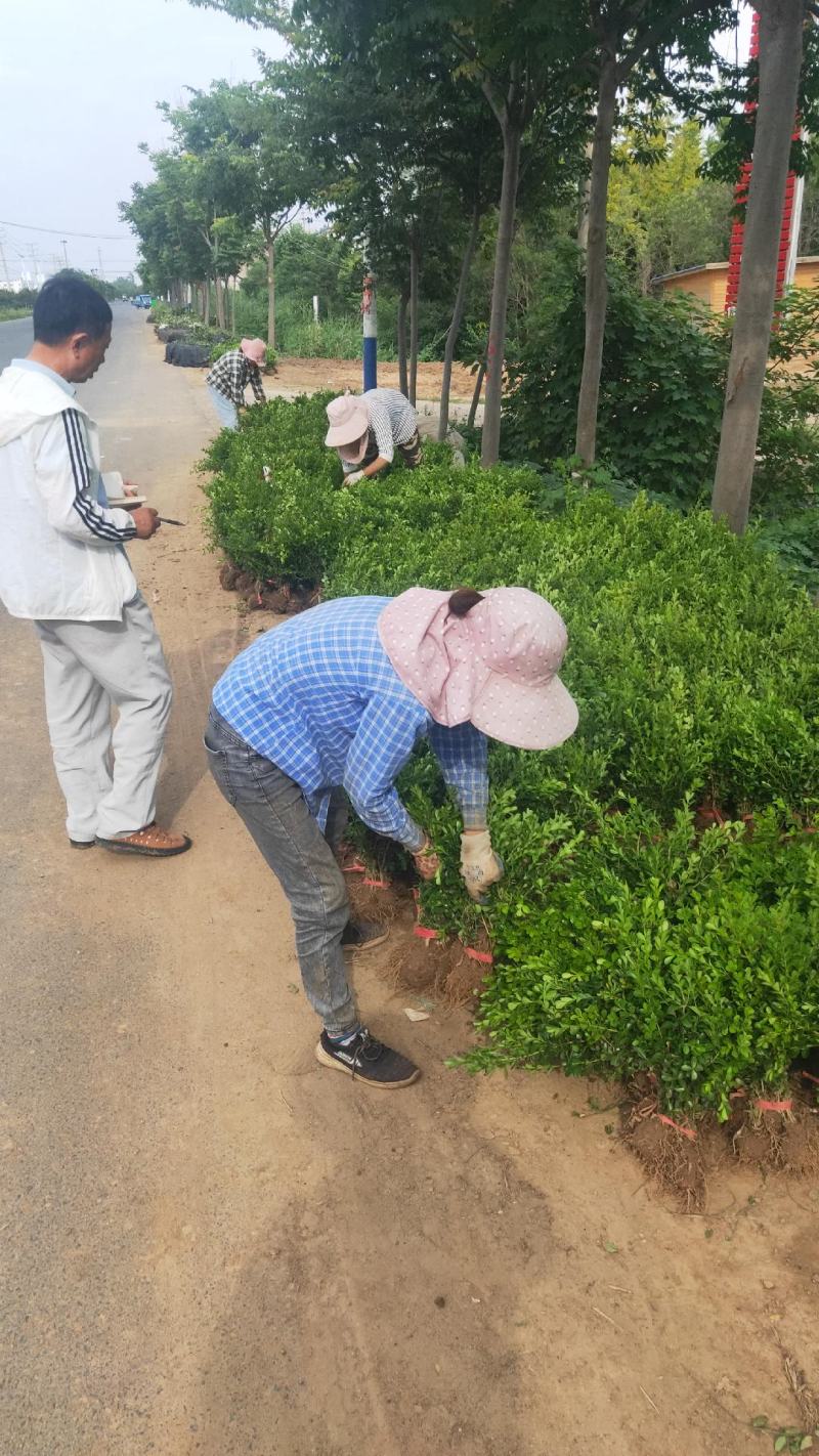 瓜子黄杨，成活率高，