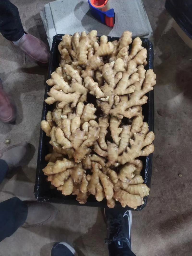 河北优质小黄姜，加工水洗中，一手货源，质量保证，价格美丽